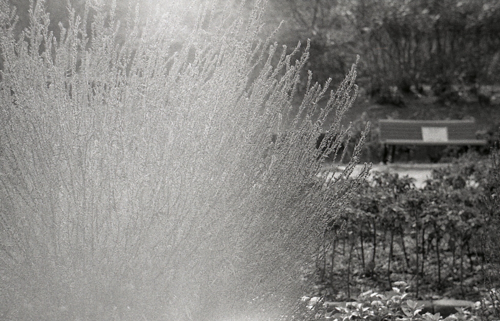 コキアに見惚れて