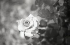 薔薇　～モノクロフィルムPSフィルター試写