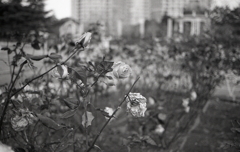 たまには薔薇でも…