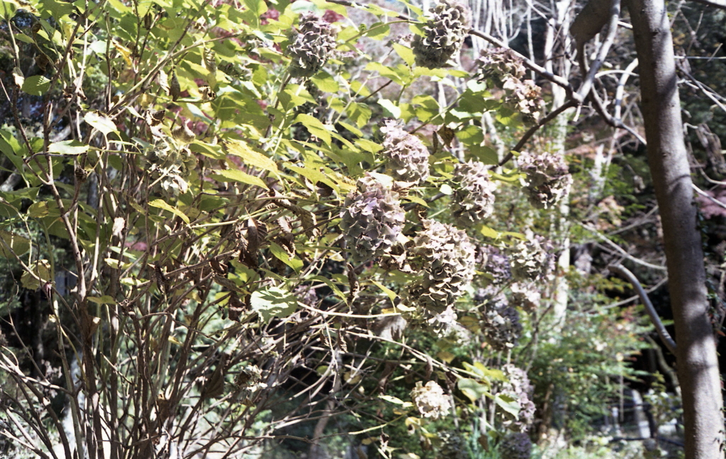 そして紫陽花は…