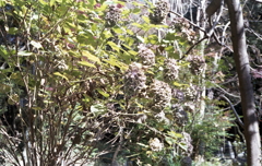 そして紫陽花は…