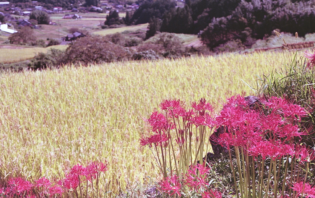 黄金の里の曼殊沙華