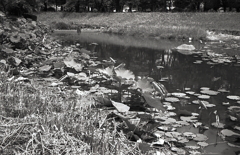モノクロで生地川の蓮風景