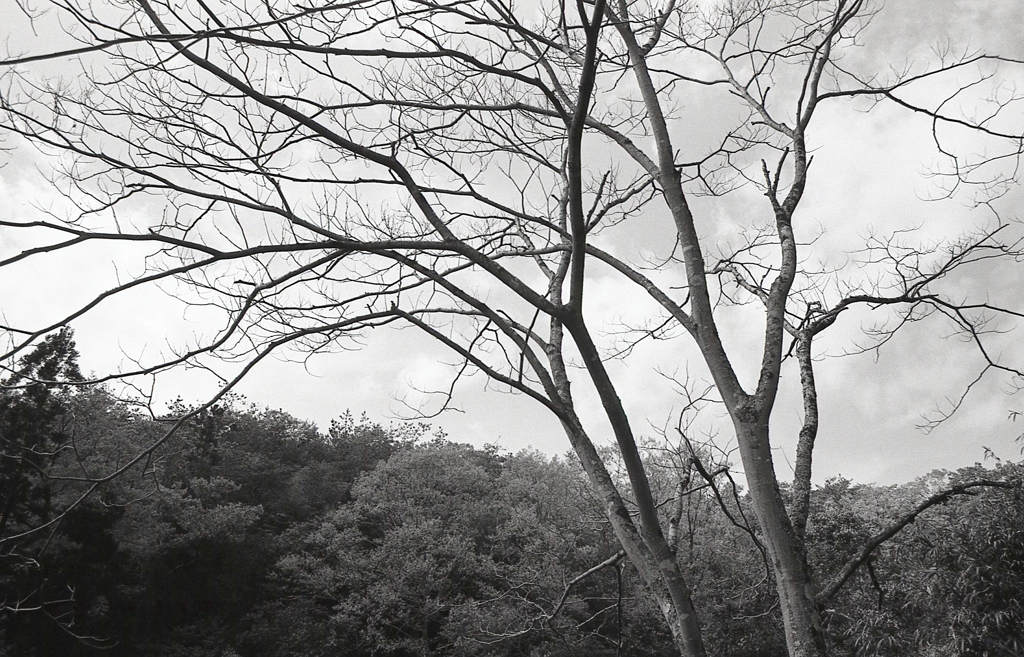 また、上を向けば枝木が清々しく感じます。（笑