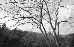 また、上を向けば枝木が清々しく感じます。（笑