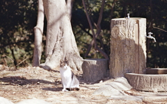 水飲み場の猫