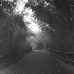 ピンホールの竹林の道