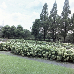 荒子川公園