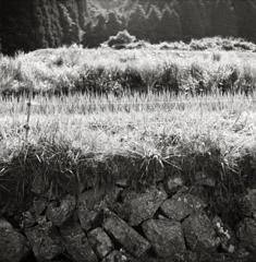 石垣の棚田と山々