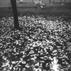モクレンの散る季節