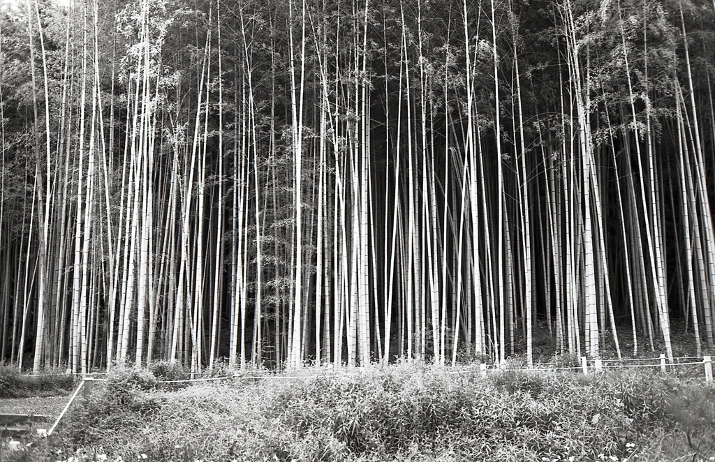 竹林を望む