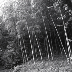 小雨の竹林