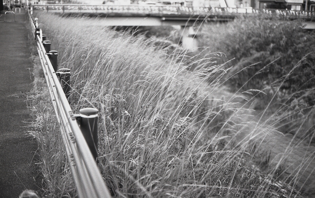 いつものマリ散歩で…