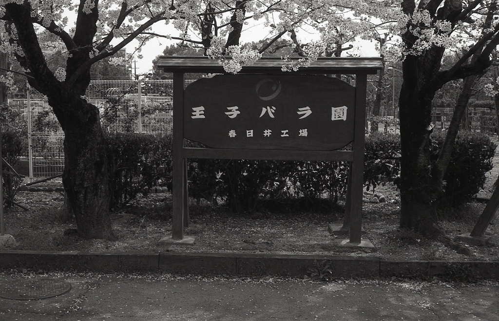 王子バラ園　～とりとめのないスナップ