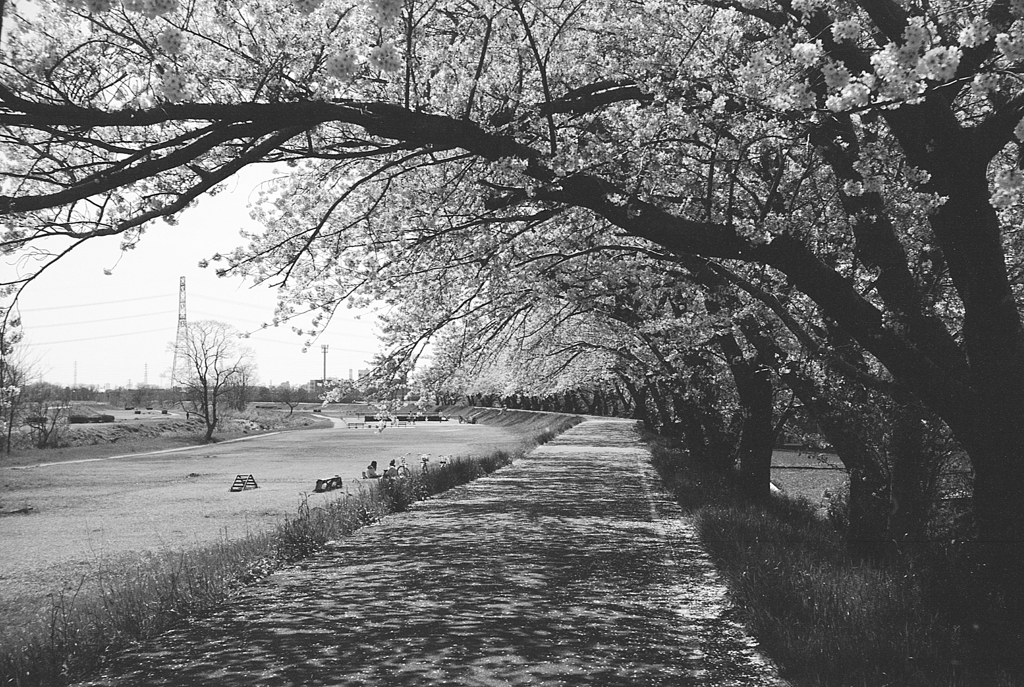 桜のアーケード