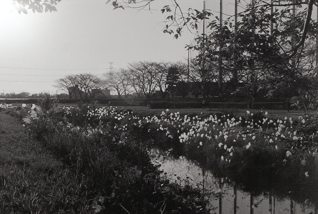 内津川の夕景　～マリ散歩で…