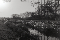 内津川の夕景 ~マリ散歩で… 内津川の夕景 ~マリ散歩で…