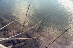 三本の手綱と透き通る冬の海