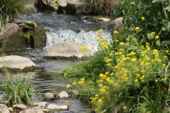 小さな滝に黄色いお花