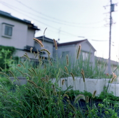 日暮れ前のエノコログサ
