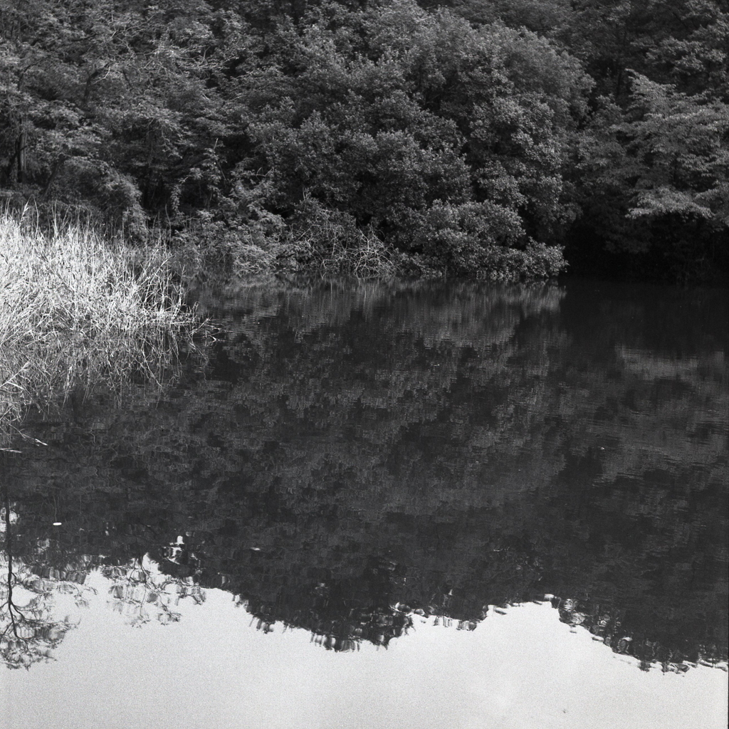 森と湖水の風景