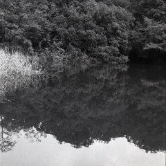 森と湖水の風景