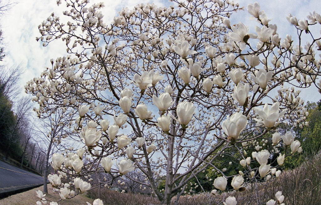 モクレンの花