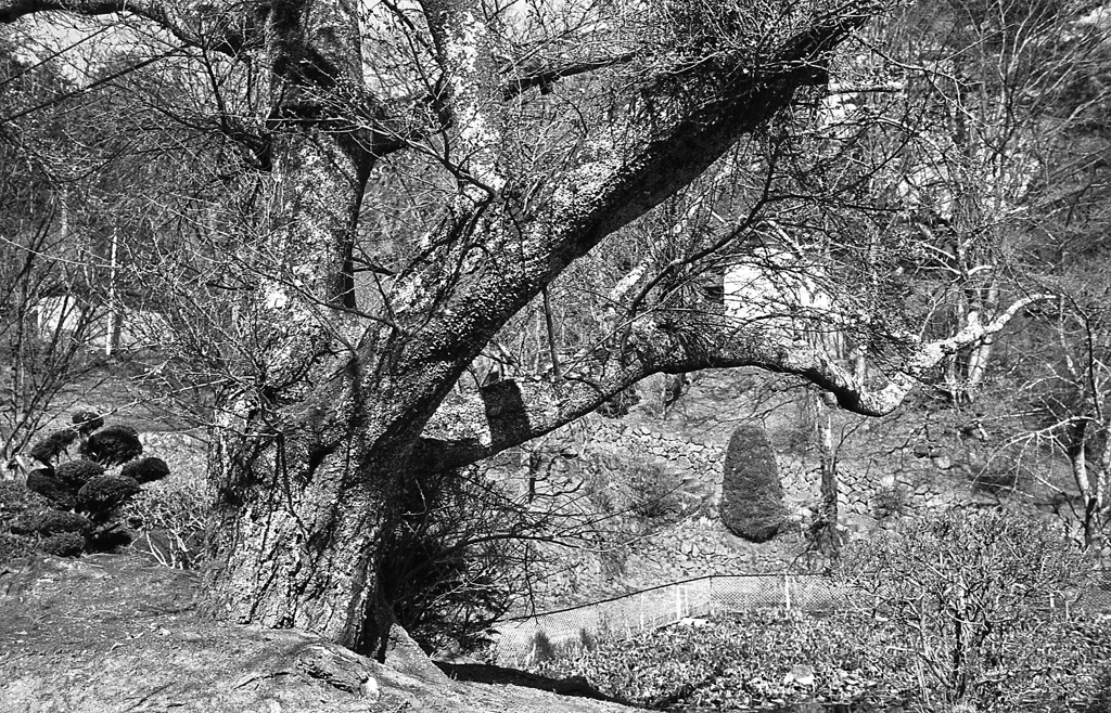 真楽寺最後は四月初めの桜を撮って…