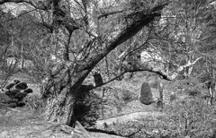 真楽寺最後は四月初めの桜を撮って…