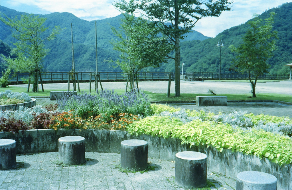 ダム湖の花Ⅱ