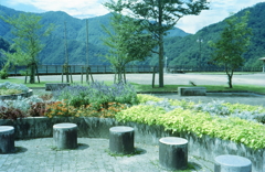 ダム湖の花Ⅱ
