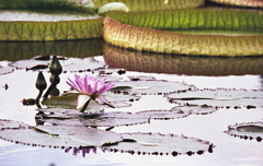 オニハスと睡蓮の花