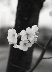 モノクロの桜