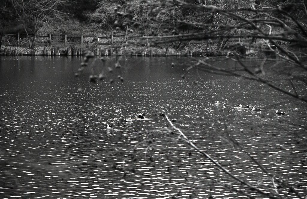 湖面の鴨