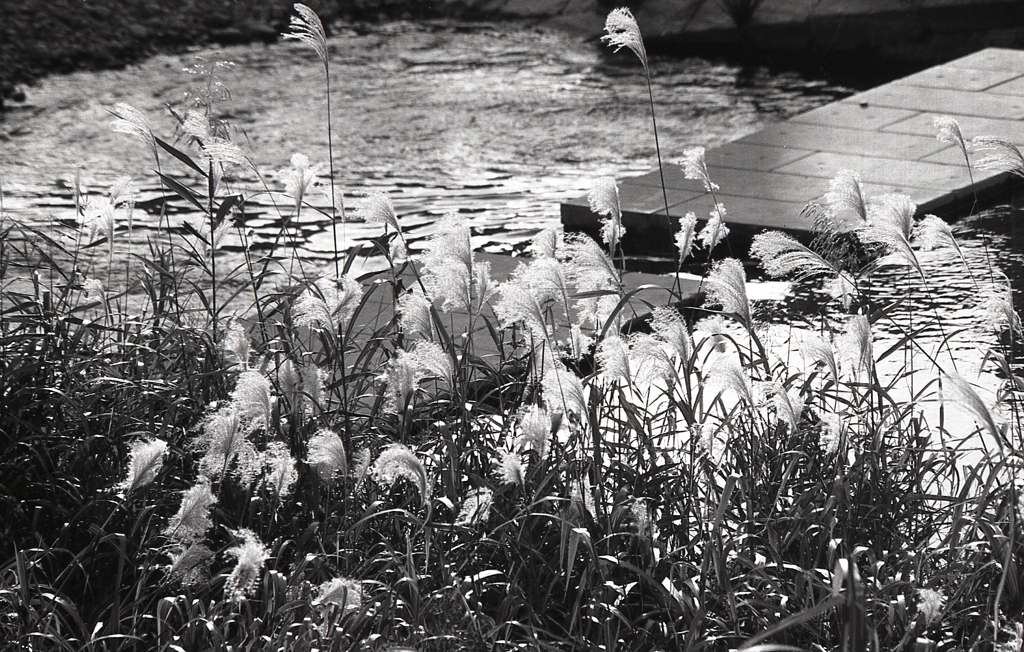 西日に輝く内津のすすき