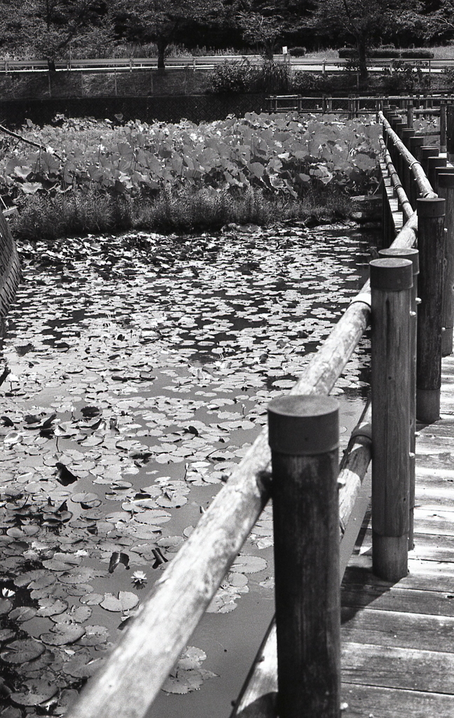 「そして蓮の群生へ渡る」　～七月の潮見坂