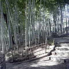 竹林の散歩道