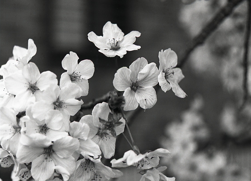 モノクロの桜Ⅱ