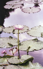 温室前に咲く睡蓮の花