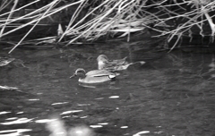 マリ散歩の途中で…Ⅲ