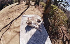 フィッシュアイのセンターで