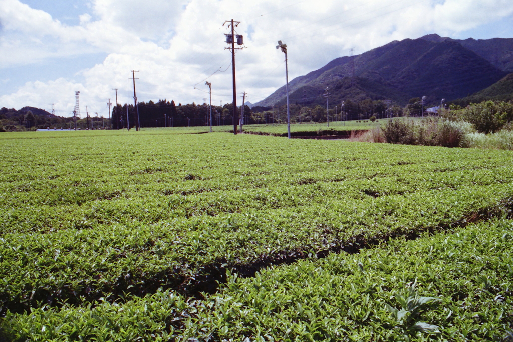 飯南の伊勢茶畑