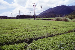 飯南の伊勢茶畑