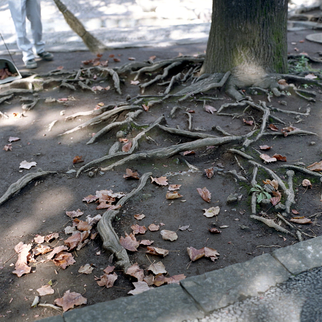 木根の落ち葉　～東京カラー