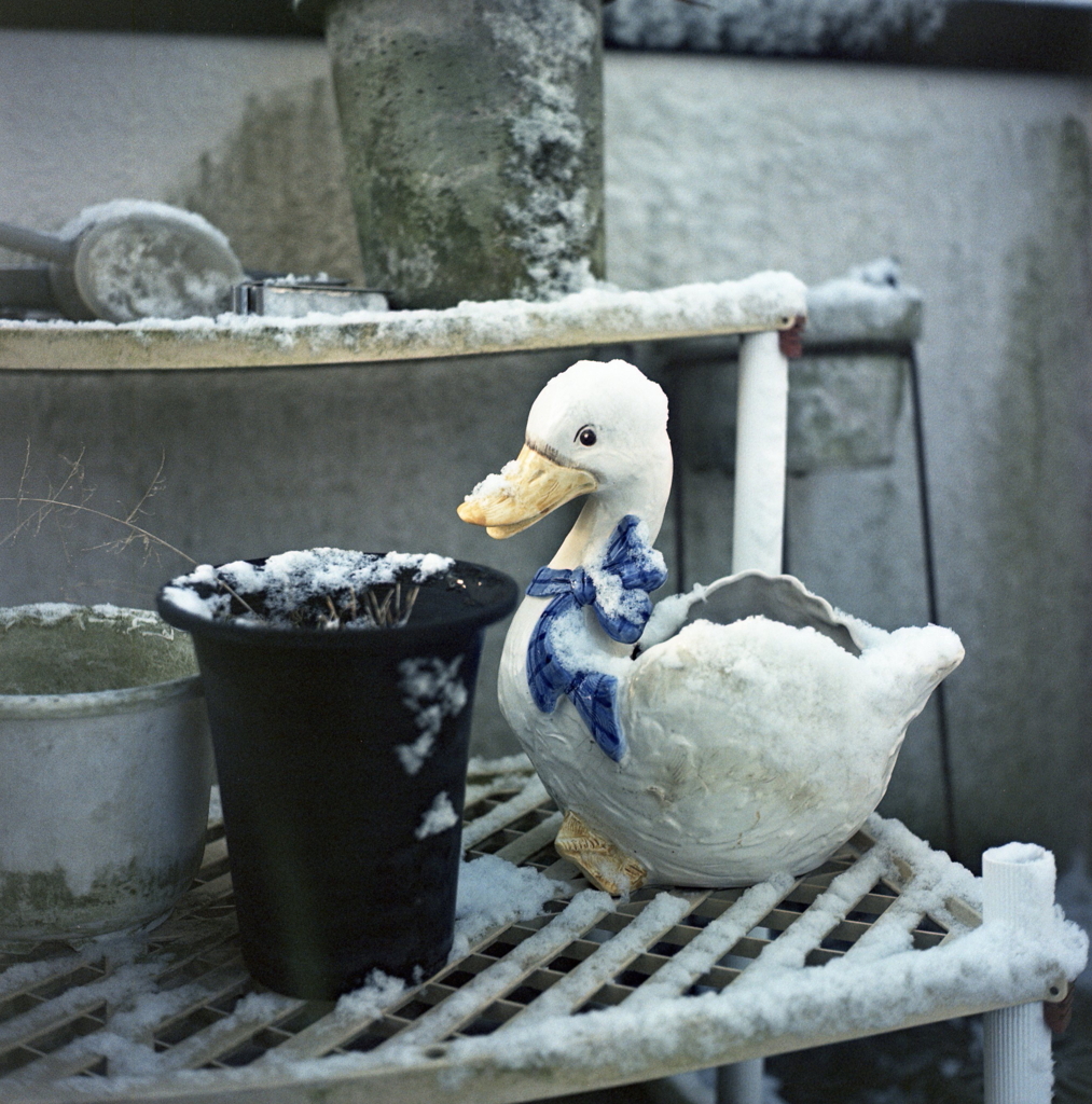 我が家のアフラックも寒そうだったよ。（笑