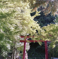 黄とびの紅葉