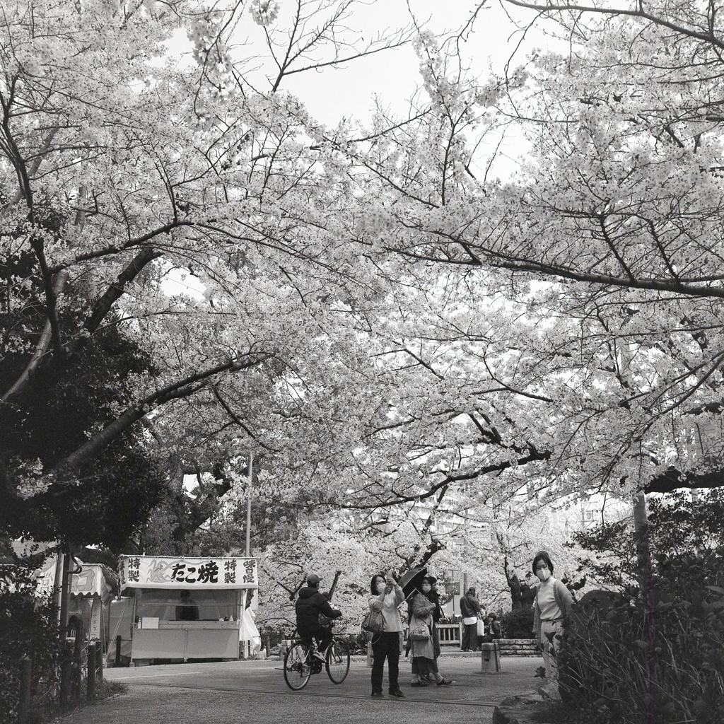 満開桜にスマホを向ける人