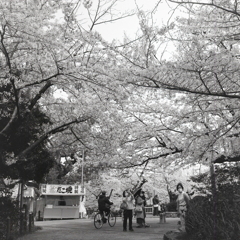 満開桜にスマホを向ける人