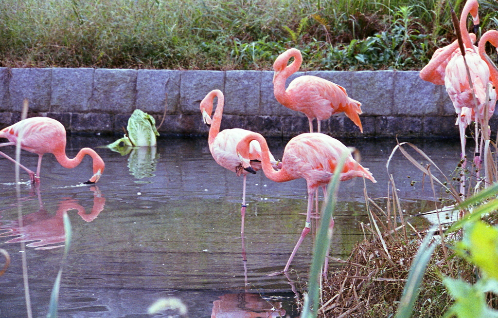 フラミンゴ