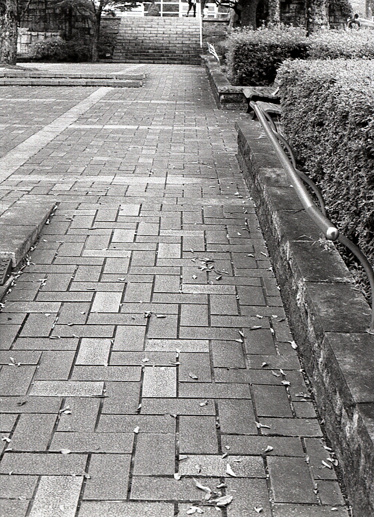 秋の舗道